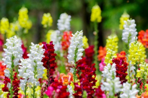Snapdragon